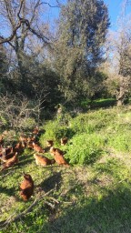 Gallines al bosc