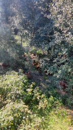 Gallines al bosc