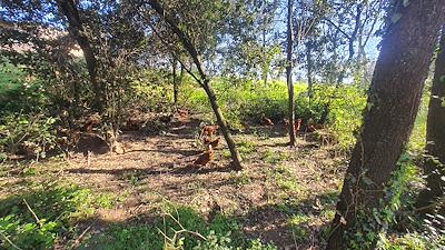 Gallines al bosc