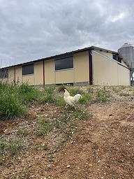 Gallines al bosc