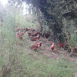 Gallines al bosc