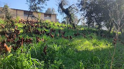 Gallines al bosc
