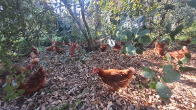 Gallines al bosc