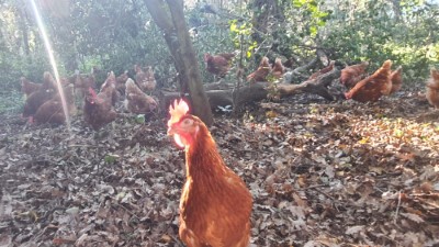 Gallines al bosc