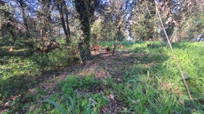 Gallines al bosc