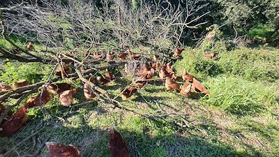 Gallines al bosc