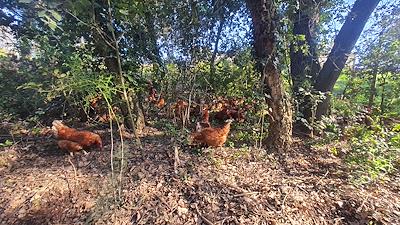 Gallines al bosc