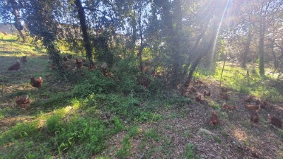 Gallines al bosc