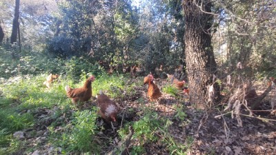 Gallines al bosc