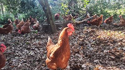 Gallines al bosc