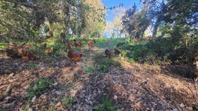 Gallines al bosc