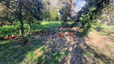 Gallines al bosc