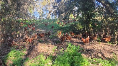 Gallines al bosc